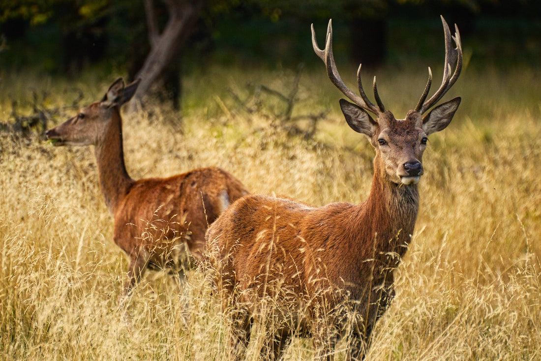 Two deer grazing in a field.