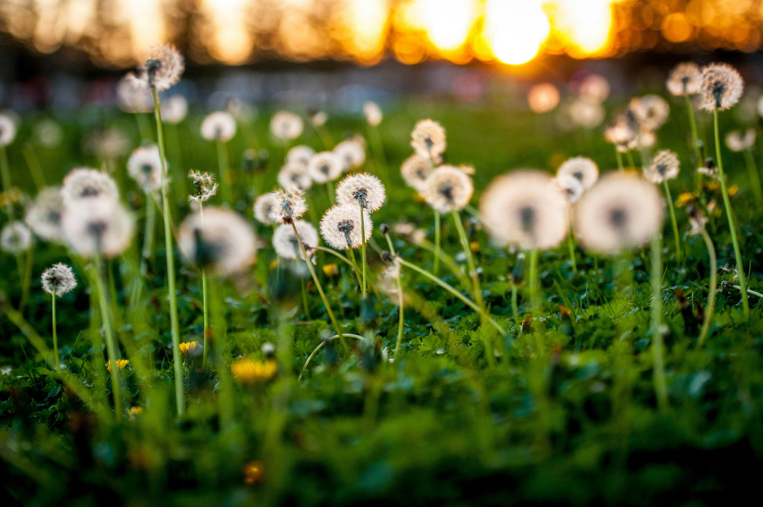 A field of wild dandelions. 