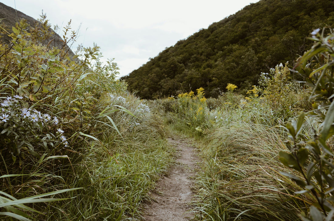 A hiking trail that’s been maintained with a Woodman’s Pal land-clearing tool. 