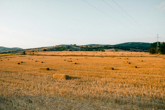 A hay field on a farm in day time. 